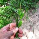 Carex lupuliformis Sartwell ex Dewey resmi