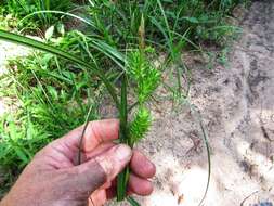 Image of false hop sedge