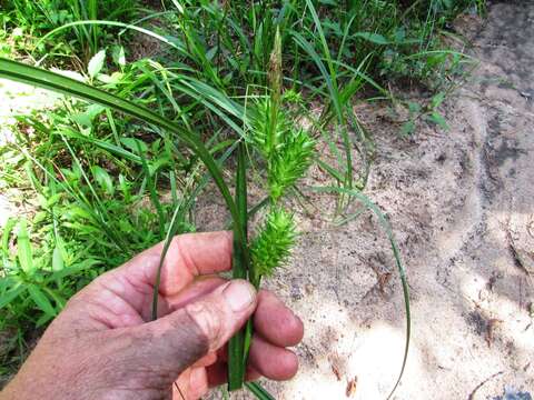 Sivun Carex lupuliformis Sartwell ex Dewey kuva