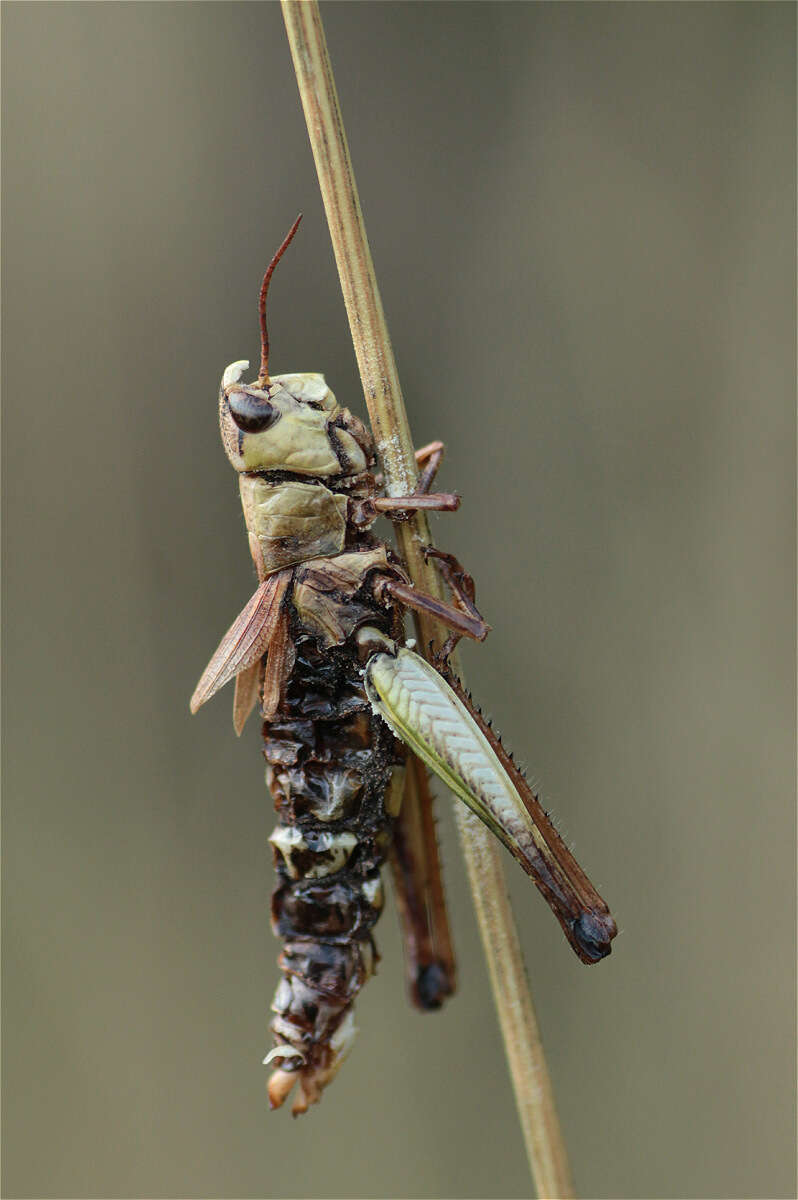 Слика од Entomophaga grylli (Fresen.) A. Batko 1964