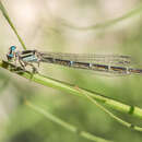 Coenagrion caerulescens (Fonscolombe 1838) resmi