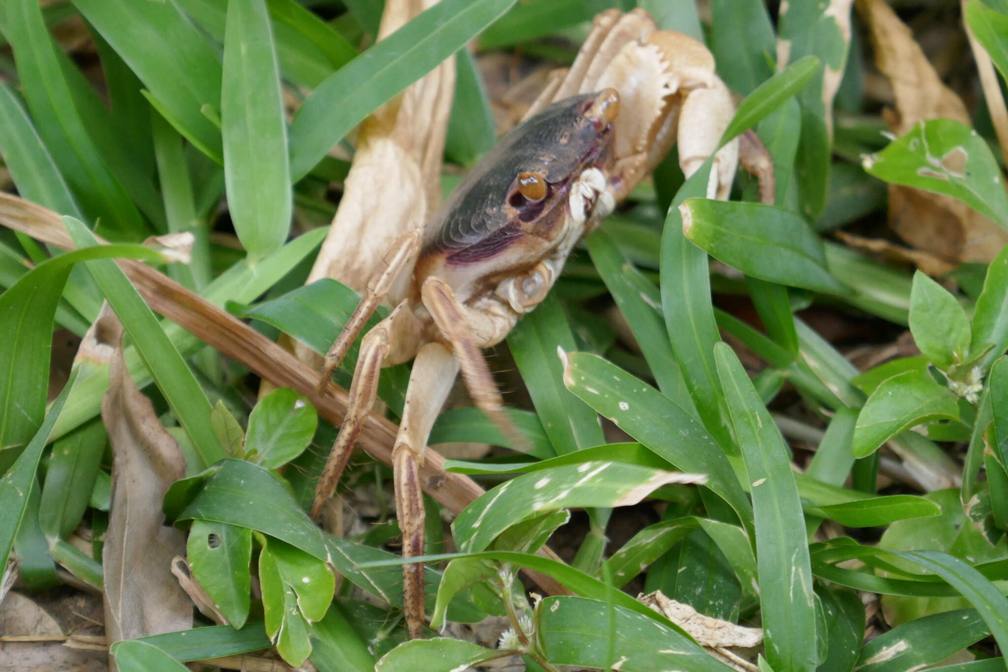 Image of Geograpsus grayi (H. Milne Edwards 1853)