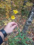 Image of threetooth hawkweed