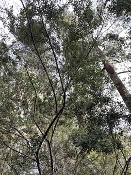 Image of Prostanthera rotundifolia R. Br.