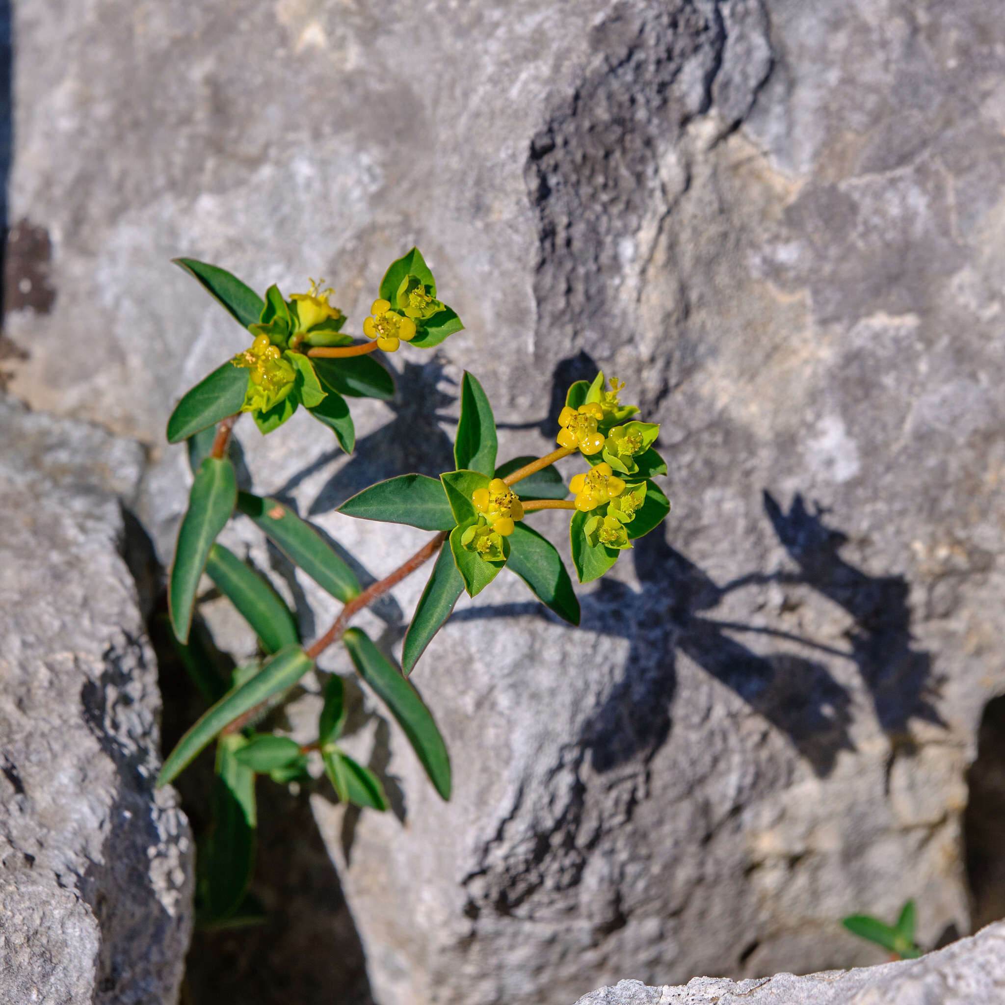 Sivun Euphorbia fragifera Jan kuva