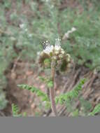 Phacelia alba Rydb. resmi