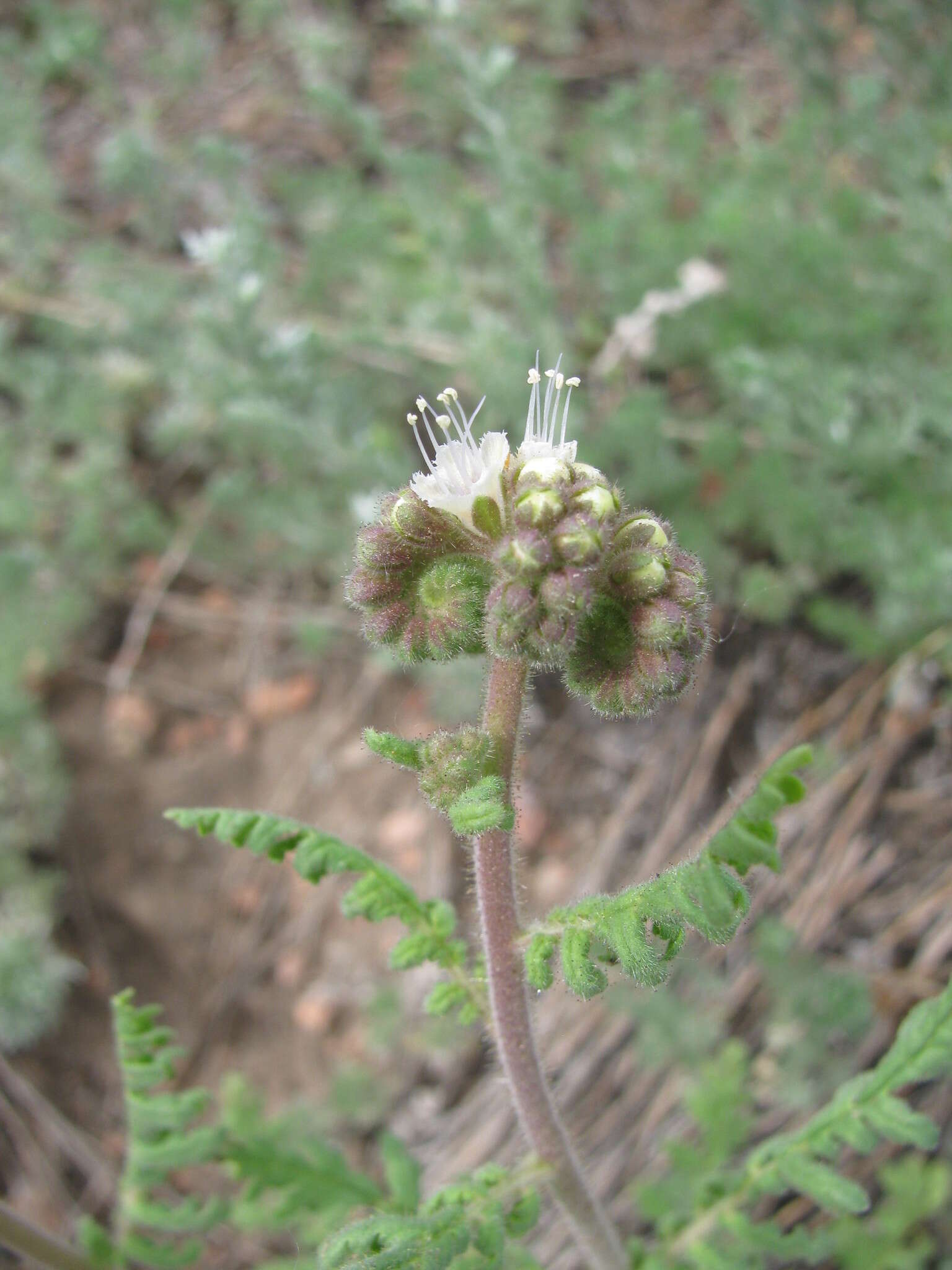 Phacelia alba Rydb. resmi