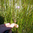 Image of Pelargonium multiradiatum Wendl.