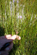 Imagem de Pelargonium multiradiatum Wendl.