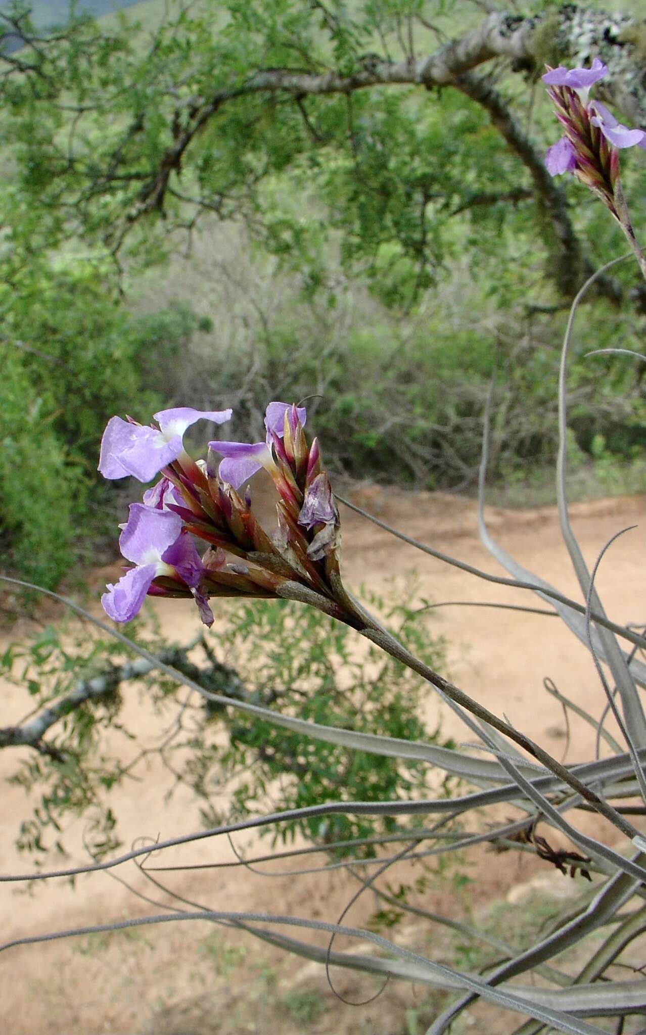 Image of Tillandsia streptocarpa Baker