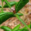 Image of Sumac Flea Beetle