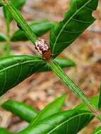 Image of Sumac Flea Beetle