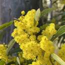 Sivun Acacia rubida A. Cunn. kuva