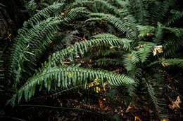 Sivun Polystichum munitum (Kaulf.) C. Presl kuva