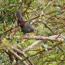 Image of Ochre-flanked Tapaculo