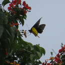 Image of Golden Birdwing