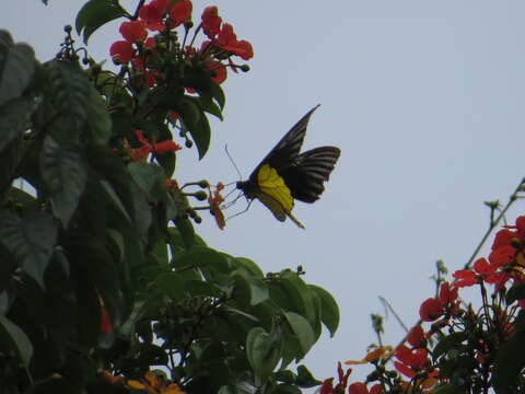 Image of Golden Birdwing