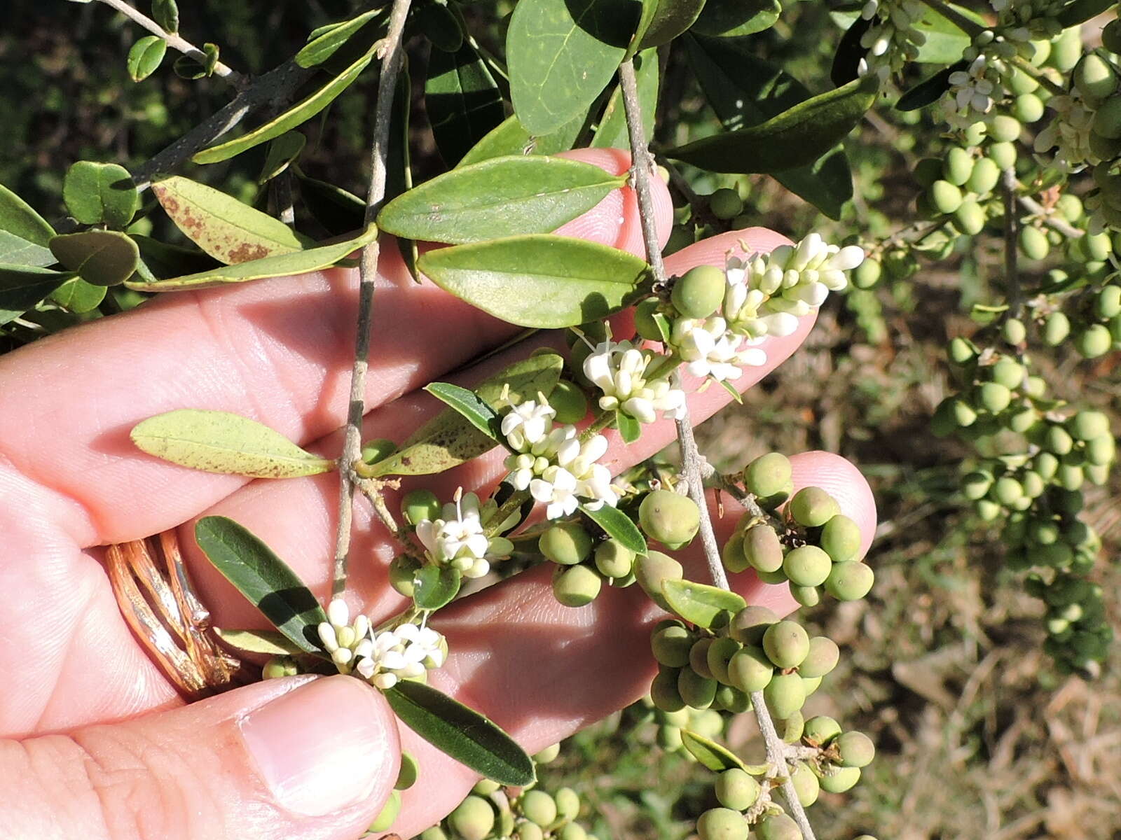 صورة Ligustrum quihoui Carrière