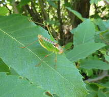 Metaplastes pulchripennis (Costa & A. 1863) resmi