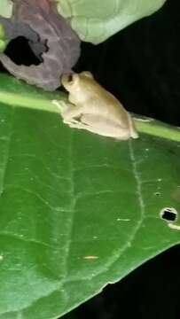 Image of Tandapi robber frog