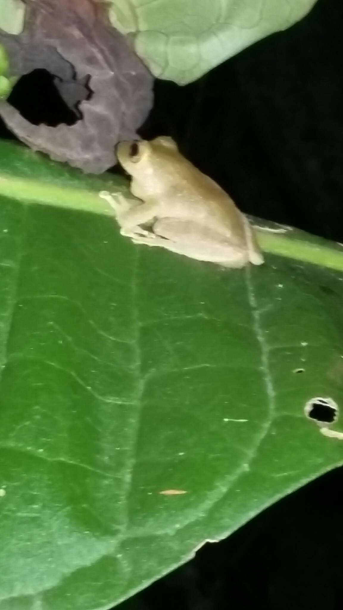 Image of Tandapi robber frog