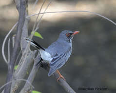 Image of Red-legged Thrush