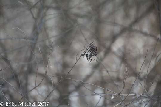 Image of Honeysuckle witches' broom aphid