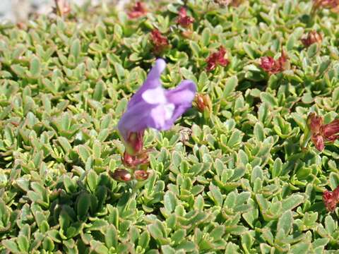 Image of Menzies' penstemon