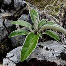 Image of Brachyglottis laxifolia (Buchan.) B. Nord.