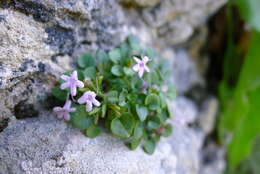 Image of Valeriana longiflora Willk.