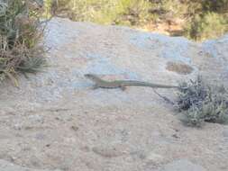 Image of Ibiza Wall Lizard