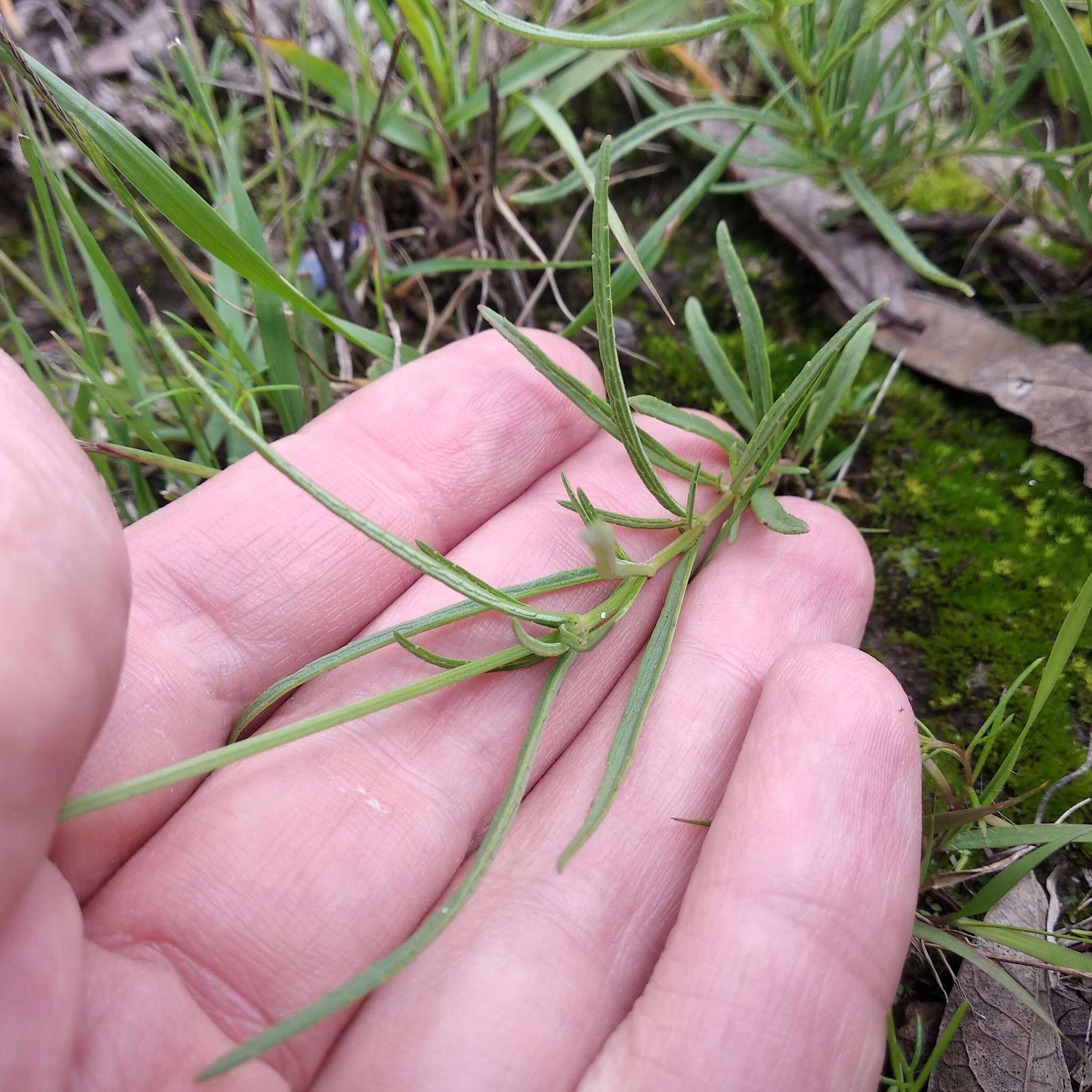 Image of Salvia filifolia Ramamoorthy