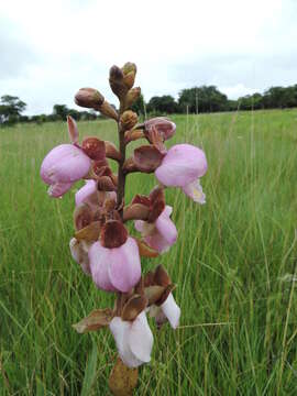 Image of Eulophia latilabris Summerh.