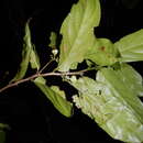 Sivun Schistocarpaea johnsonii F. Müll. kuva