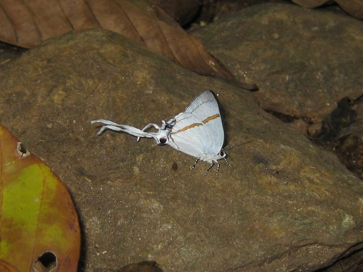 Слика од Hypolycaena antifaunus Westwood (1852)