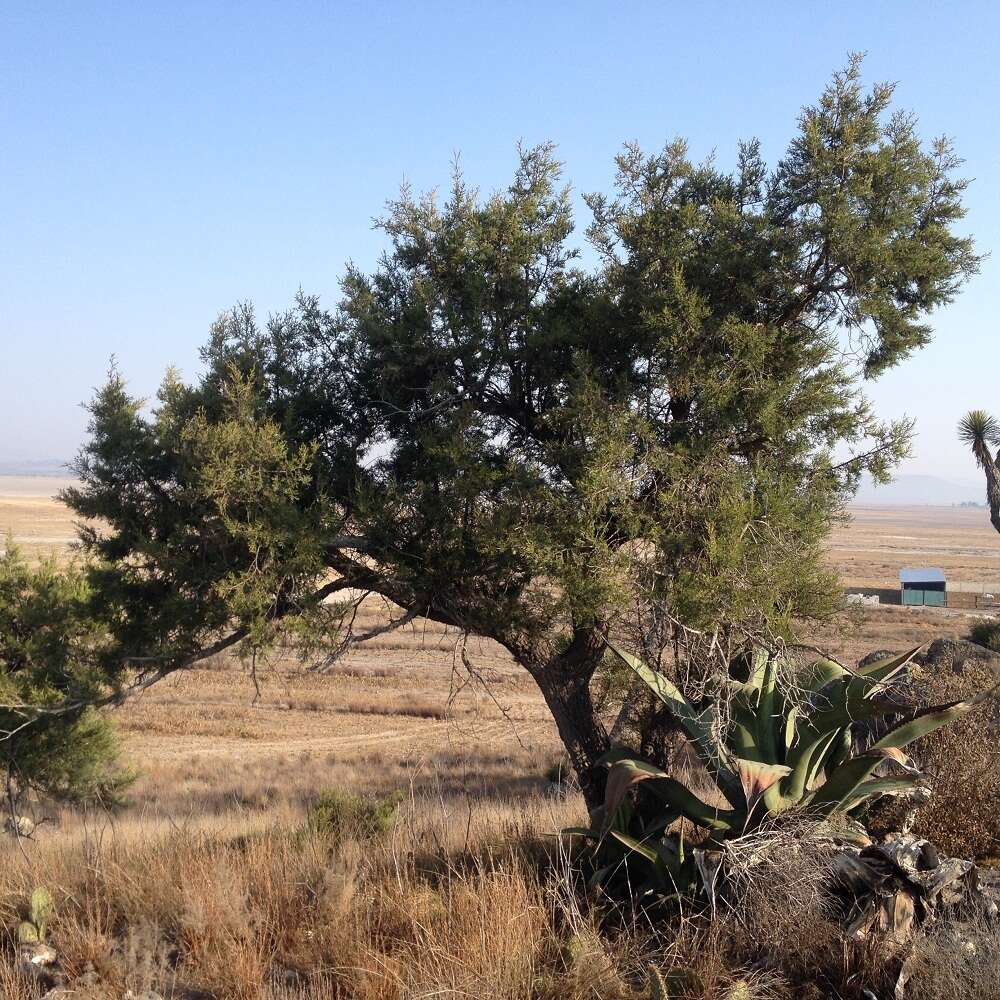 Juniperus deppeana Steud. resmi