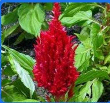 Imagem de <i>Celosia argentea</i> var. <i>plumosa</i>