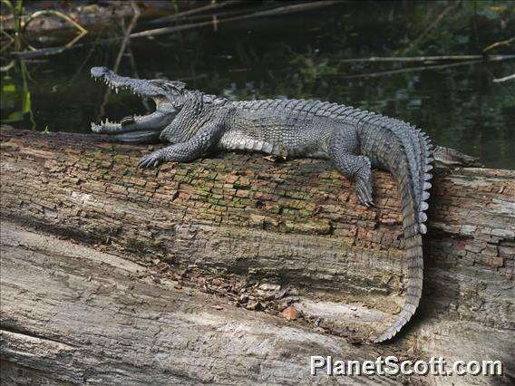 Image of Siamese Crocodile