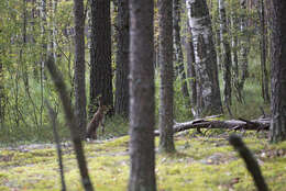 Sivun metsäjänis kuva