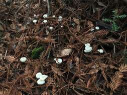 Image de Marasmius calhouniae Singer 1989