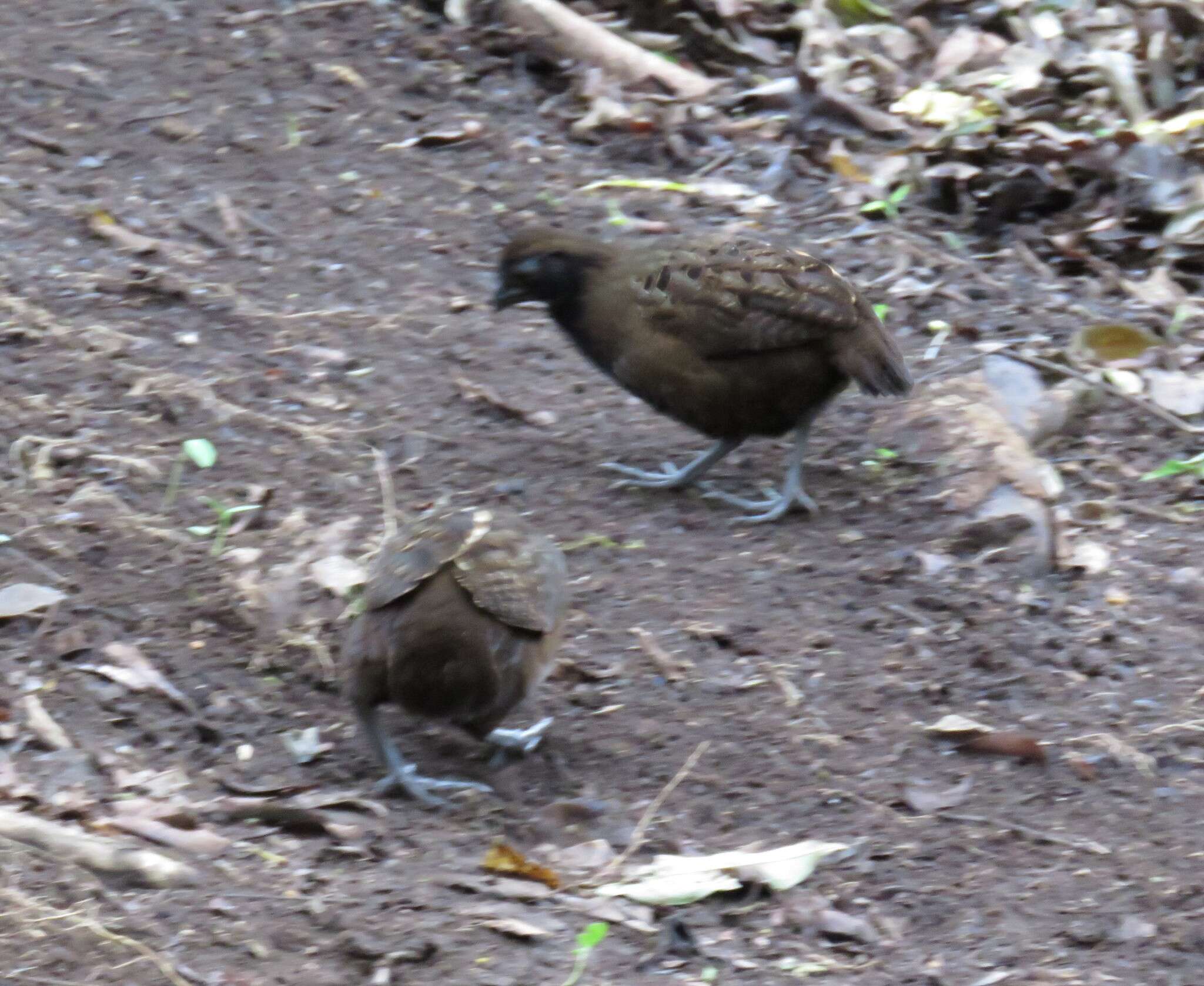 Image of Black-breasted Wood Quail