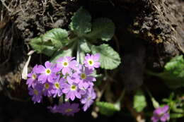 Image of Primula farinifolia Rupr.