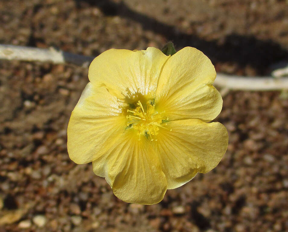 Image of Abutilon austroafricanum Hochr.