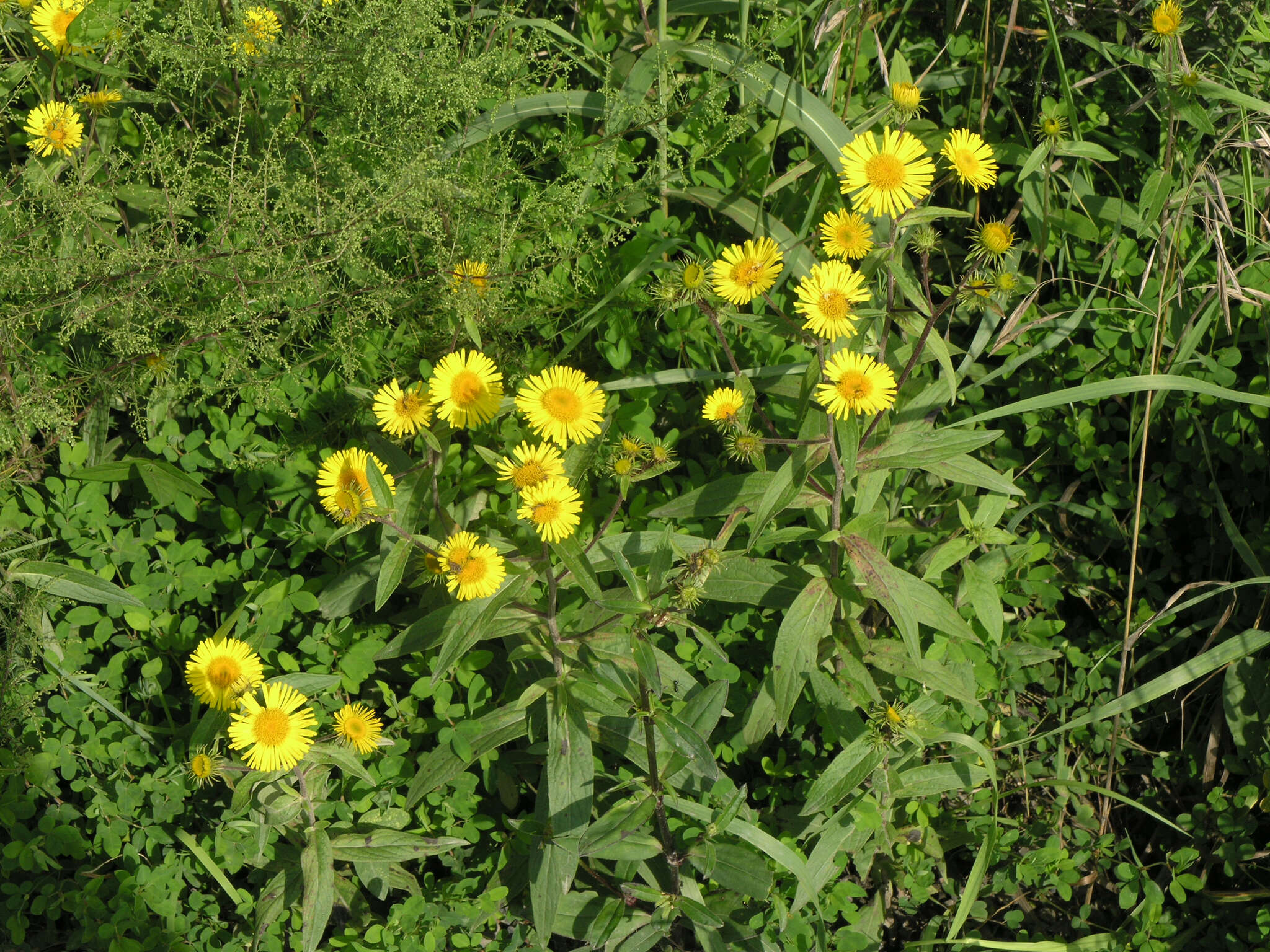 Image of Inula japonica Thunb.