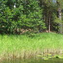 Image of common river grass