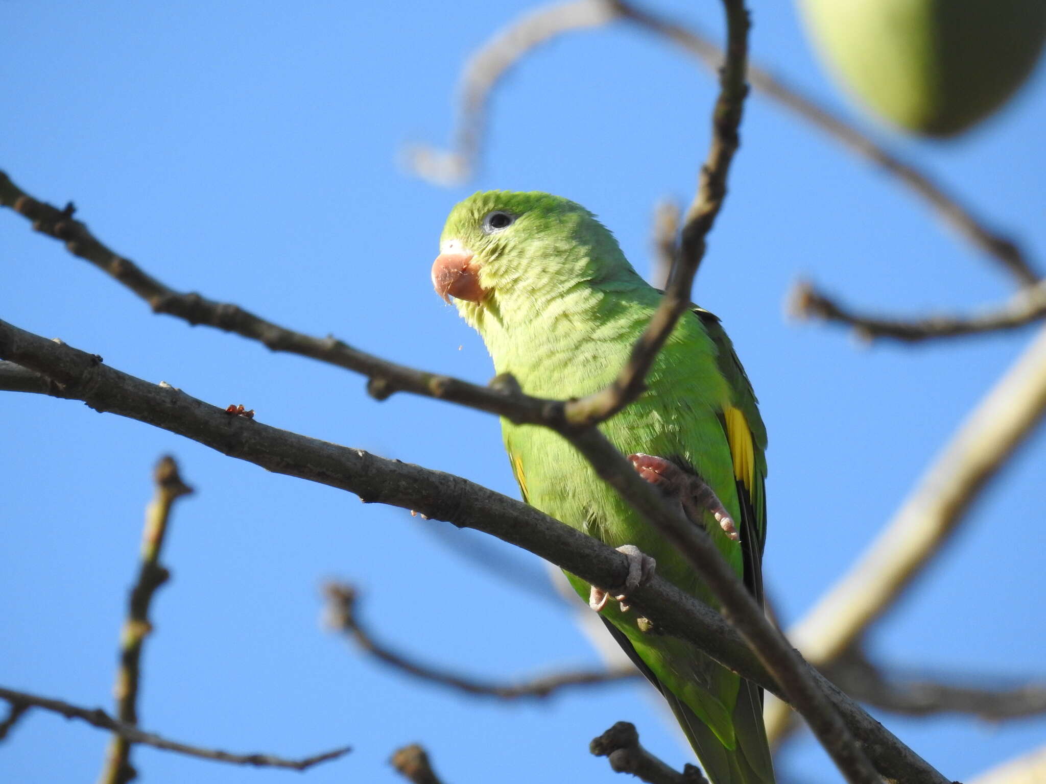 Image of Yellow-chevroned Parakeet