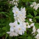 Слика од Deutzia gracilis Siebold & Zucc.