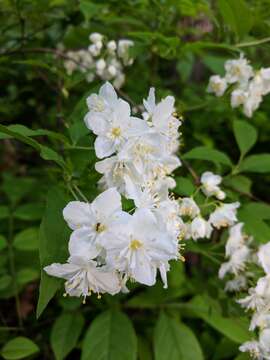 Image of slender pride of Rochester