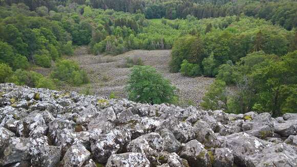 Image of cup lichen