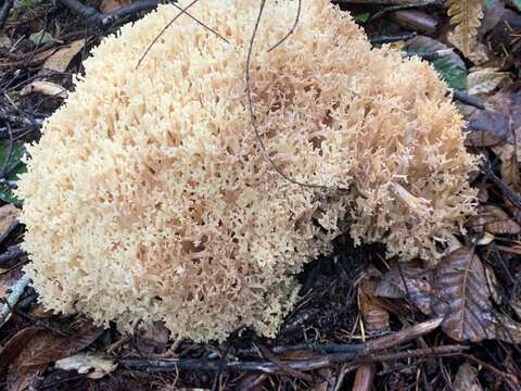 Image of Cauliflower coral